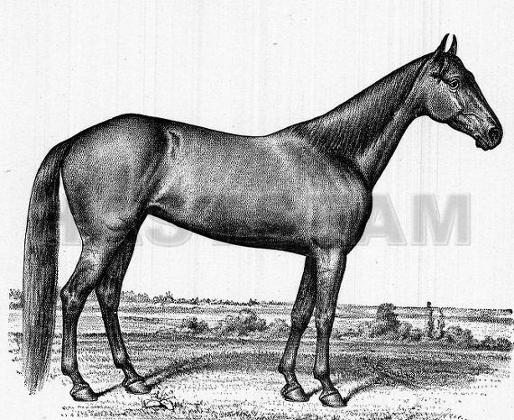 Grace Darling (US)
