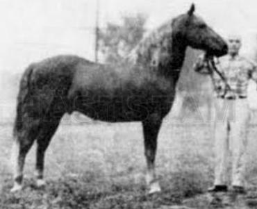 Mickey Finn