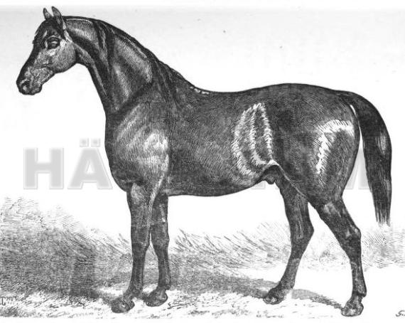 Roseberry