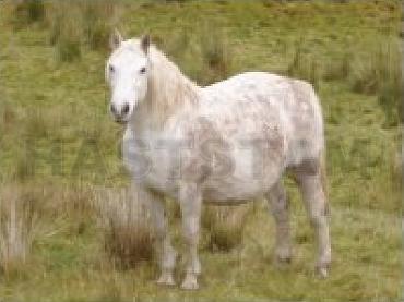 Dunamoney Lass