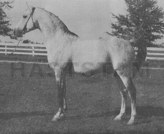 Ferok ox