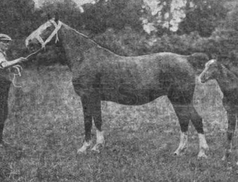 B.B. Meadow Sweet
