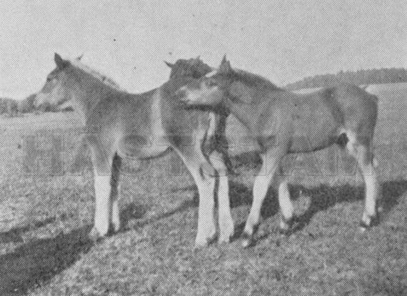 Hingst u. Macka 57801