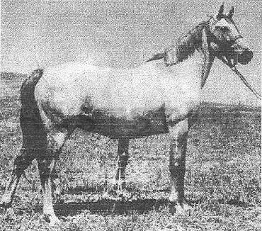 Admatha ox