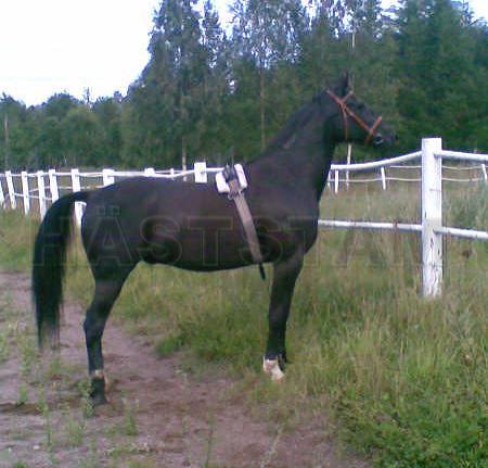 Dark Nhorse