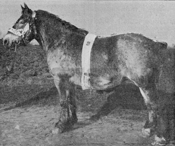 Espérance d'Herse