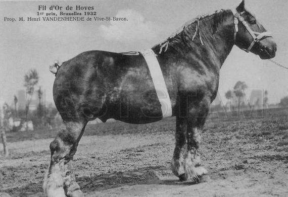 Fil d'Or de Hoves
