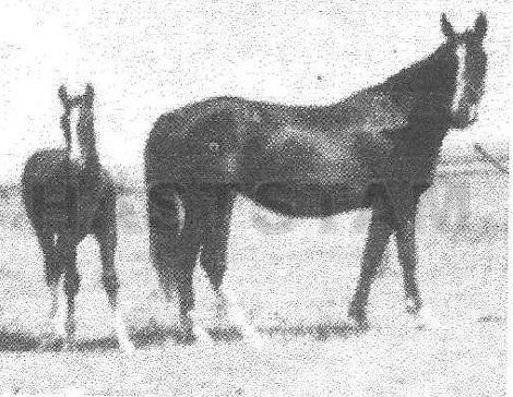 Fizana ox