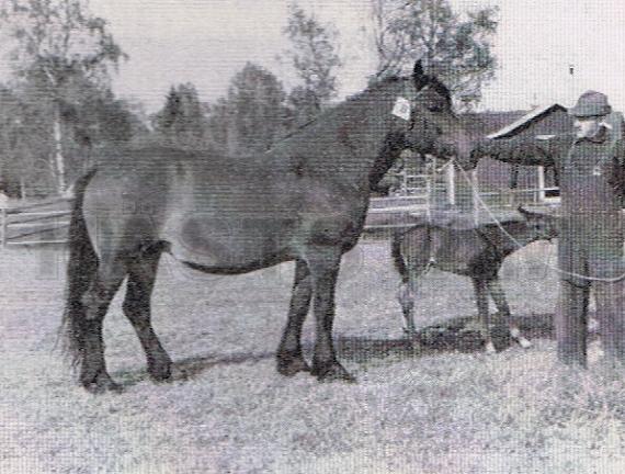 Norrud