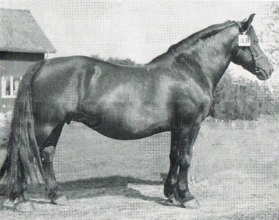 Inga
