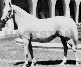 Gamyla ox