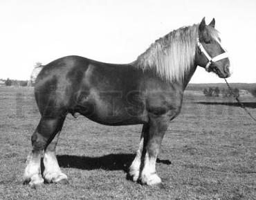 Habelin