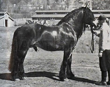 Syljar