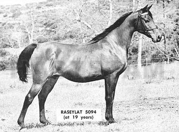 Raseylat ox