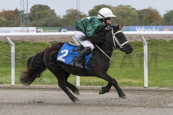 Nic Black Velvet of Lady's Holm