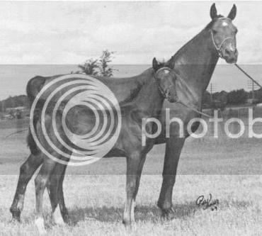 Gazia ox
