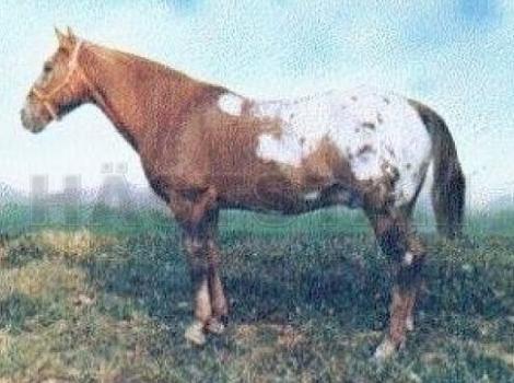 Whistle Britches