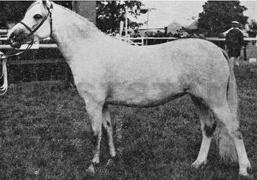 Rowfant Prima Ballerina
