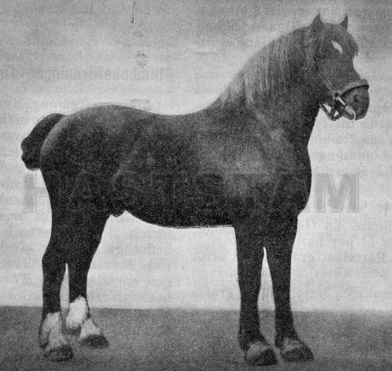 Onkel Josef