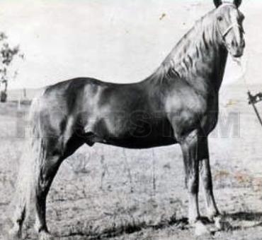 McAllister