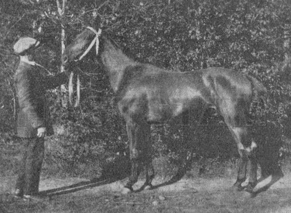 Hingst e. Sintram