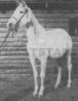 Shillah ox