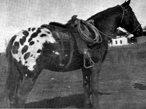 Spangle