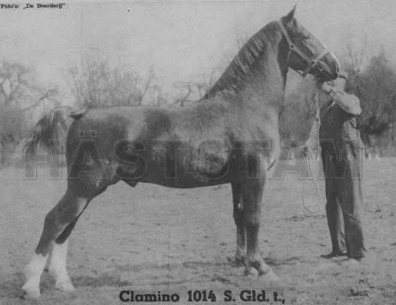 Clamino