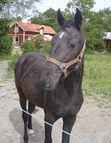 My Mysterious Girl