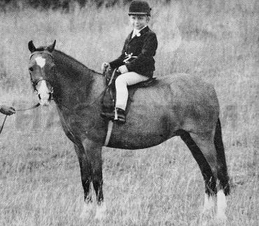 Treharne Rose