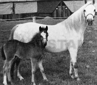 Gurnos Ruth