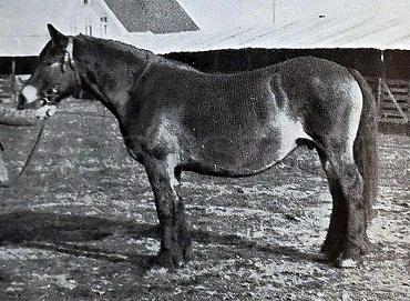 Karo