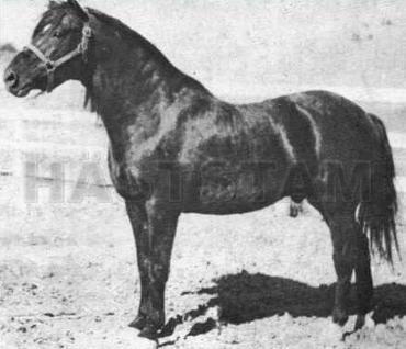 Blackman