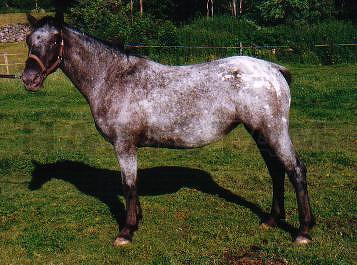 Zingoalla