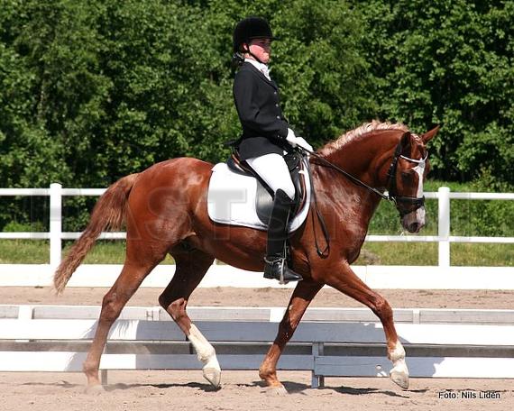 Hynder-Hoeve's Ramses