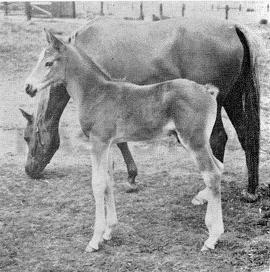 Zammara ox