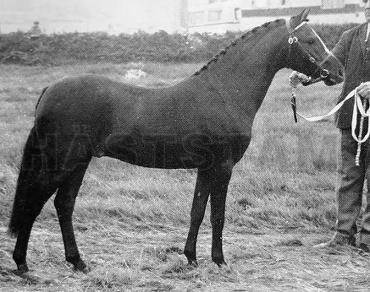 Sir Percy of Paxhall
