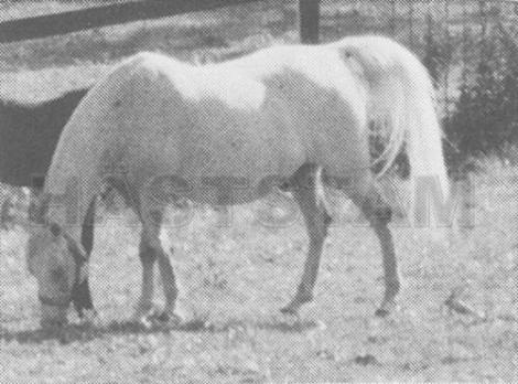 Shalimar Gida ox