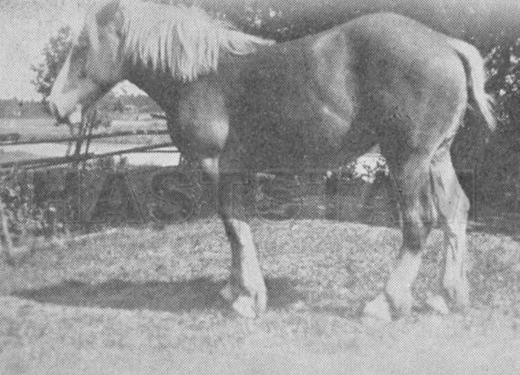 Stella