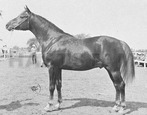 Niloj ox
