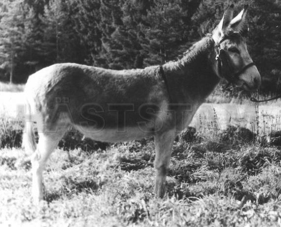 Pollux C/12