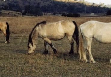 Glenormiston Scarteen