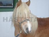 Harry av Ryabacken