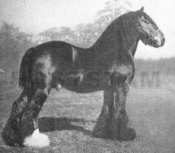 Redlynch Forest King