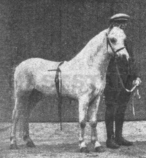 Faraam Gallant