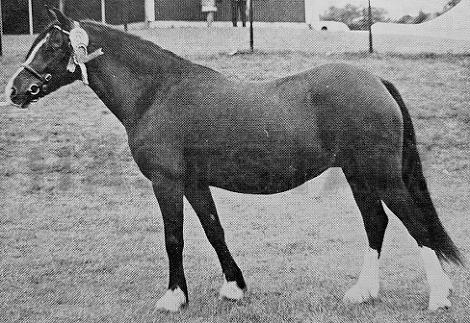 Maxwelltown Moonstar