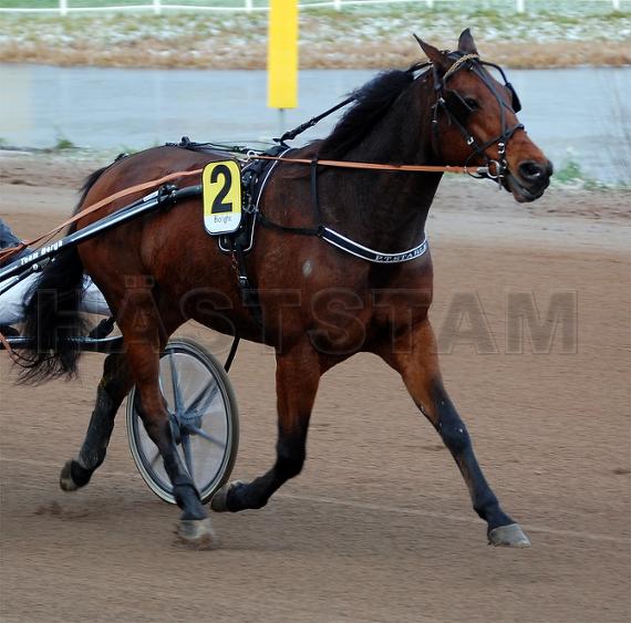 Putte Topline