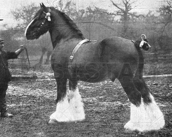 Hereford