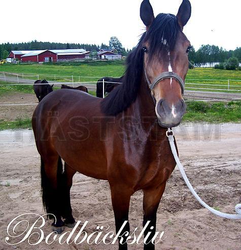 Bodbäcksliv