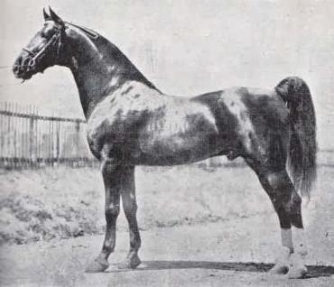 Moreland Peavine